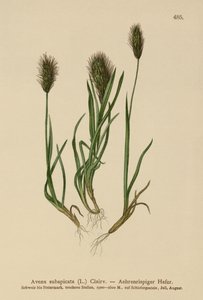 Oat-grass